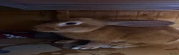 Mixed Breed rabbits for sale: 2 male bonded pair rabbits  - Advert 7