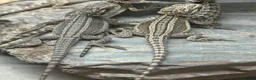 Bearded Dragon reptiles for sale: Baby bearded dragons  in West Bromwich - Advert 4