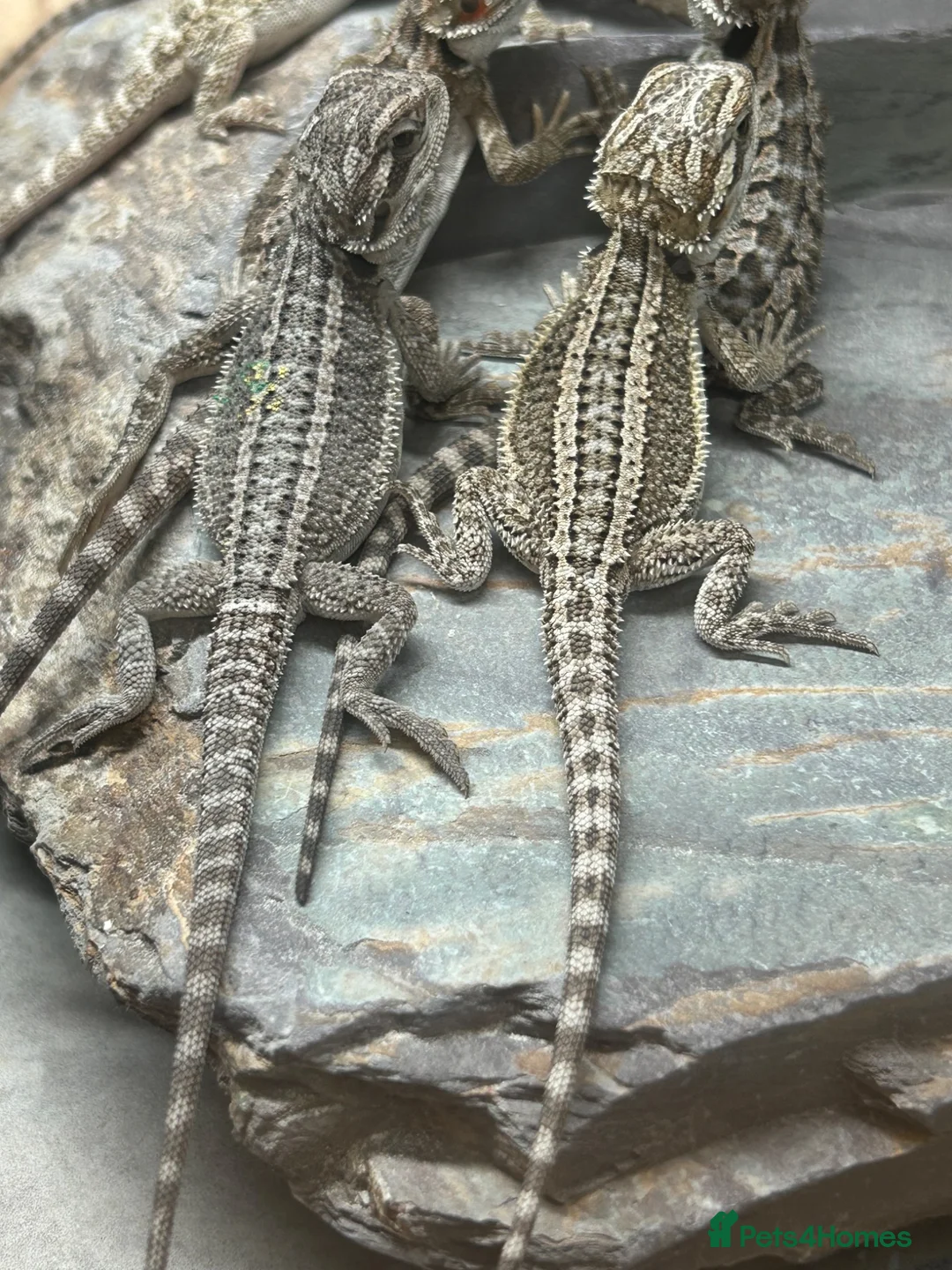 Bearded Dragon reptiles for sale: Baby bearded dragons  in West Bromwich - Advert 4