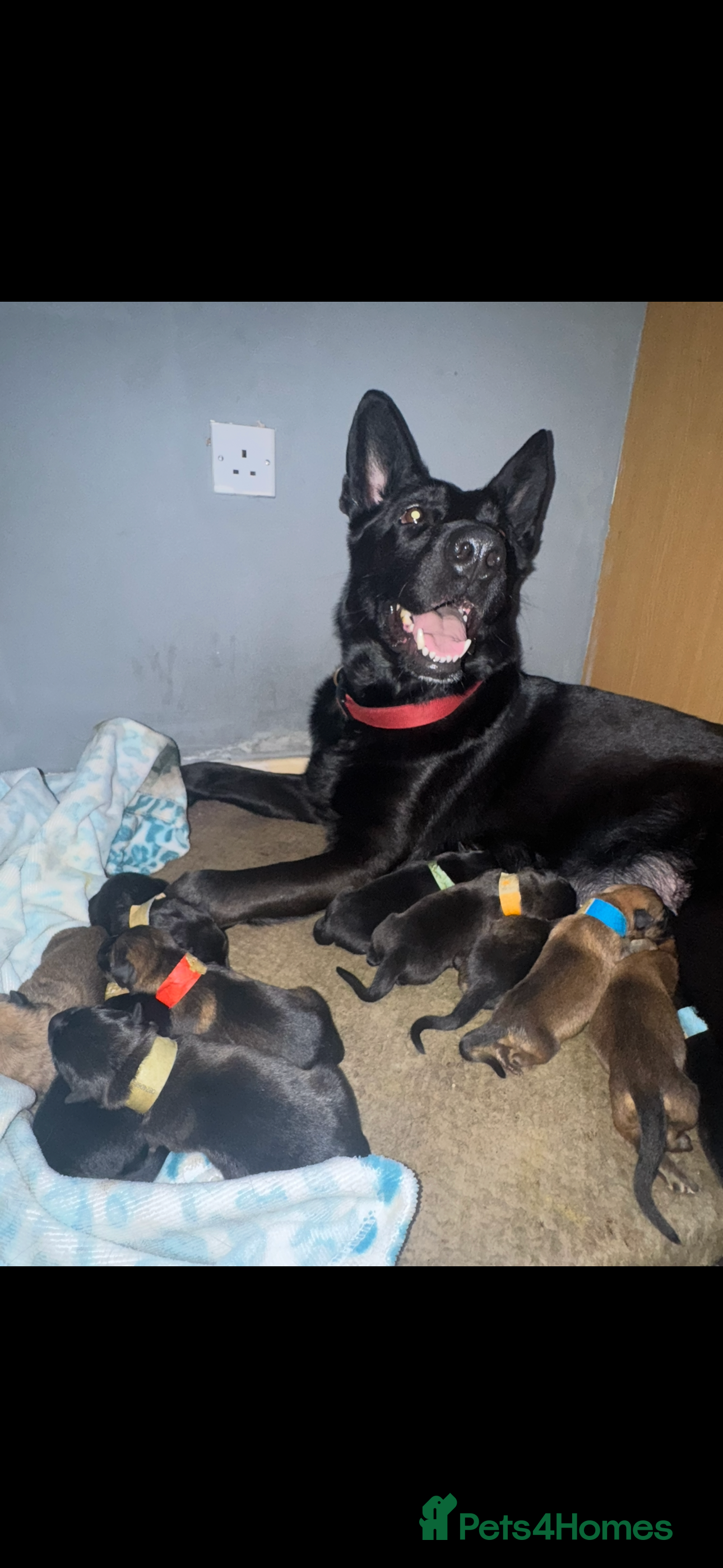 German Shepherd dogs German shepherd puppies - Advert 5