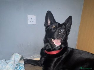 German Shepherd dogs German shepherd puppies - Advert 10