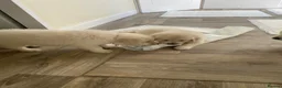 Golden Retriever dogs for sale: Kc golden retrievers  - Advert 9