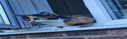 Mixed Breed cats for sale: 2 sisters a year old free in Northolt - Advert 7