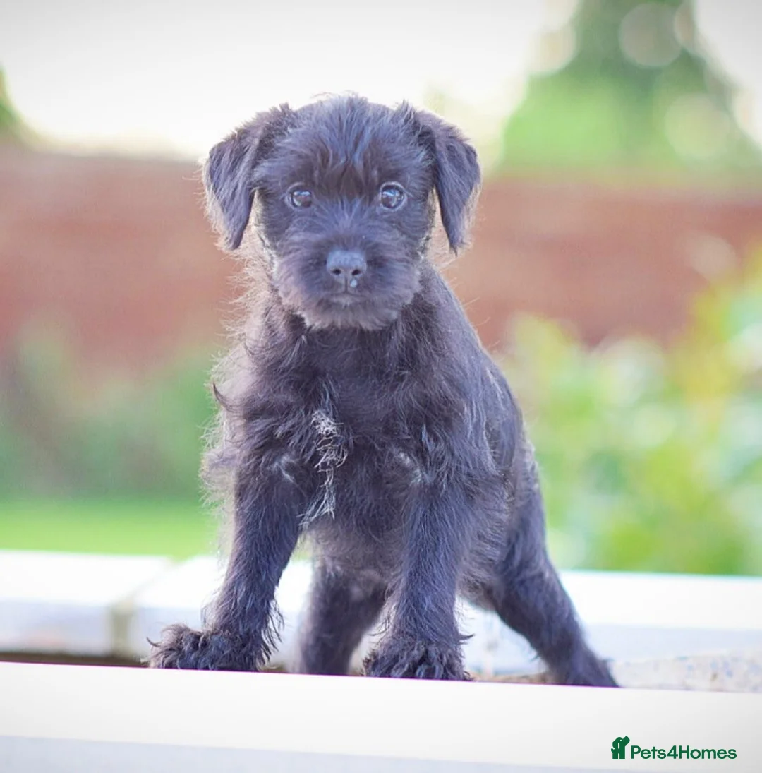 Mixed Breed dogs for sale: Council approved 5⭐️licensed breeder  - Advert 11