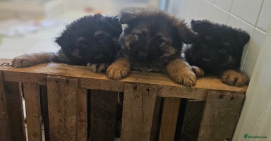 German Shepherd dogs - Advert 6