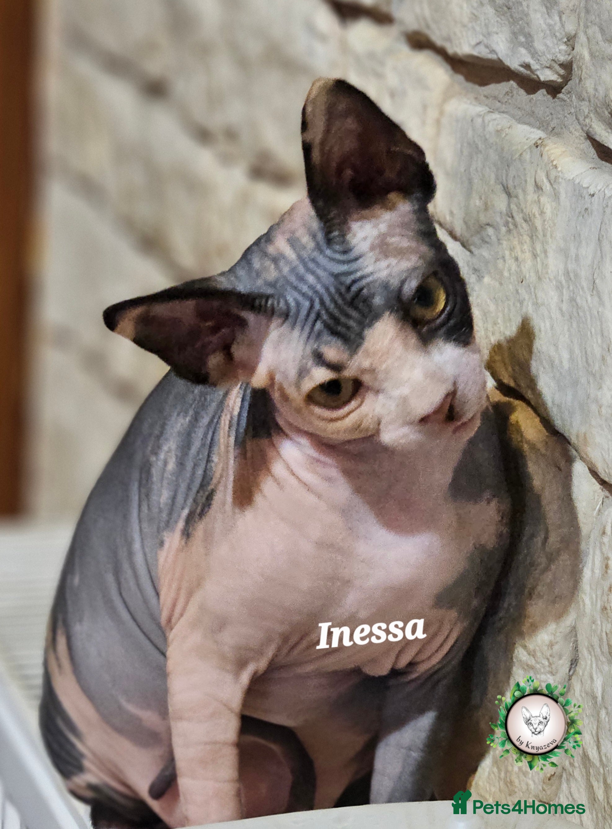 Sphynx cats Adorable Canadian Sphynx – Champion line - Advert 3