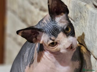 Sphynx cats Adorable Canadian Sphynx – Champion line - Advert 2