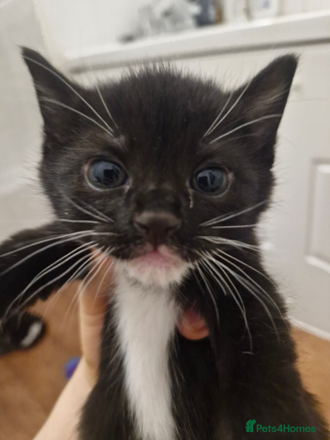 Mixed Breed birds for sale: Tuxedo & Tabby Domestic Short-hair Kittens - Image 9