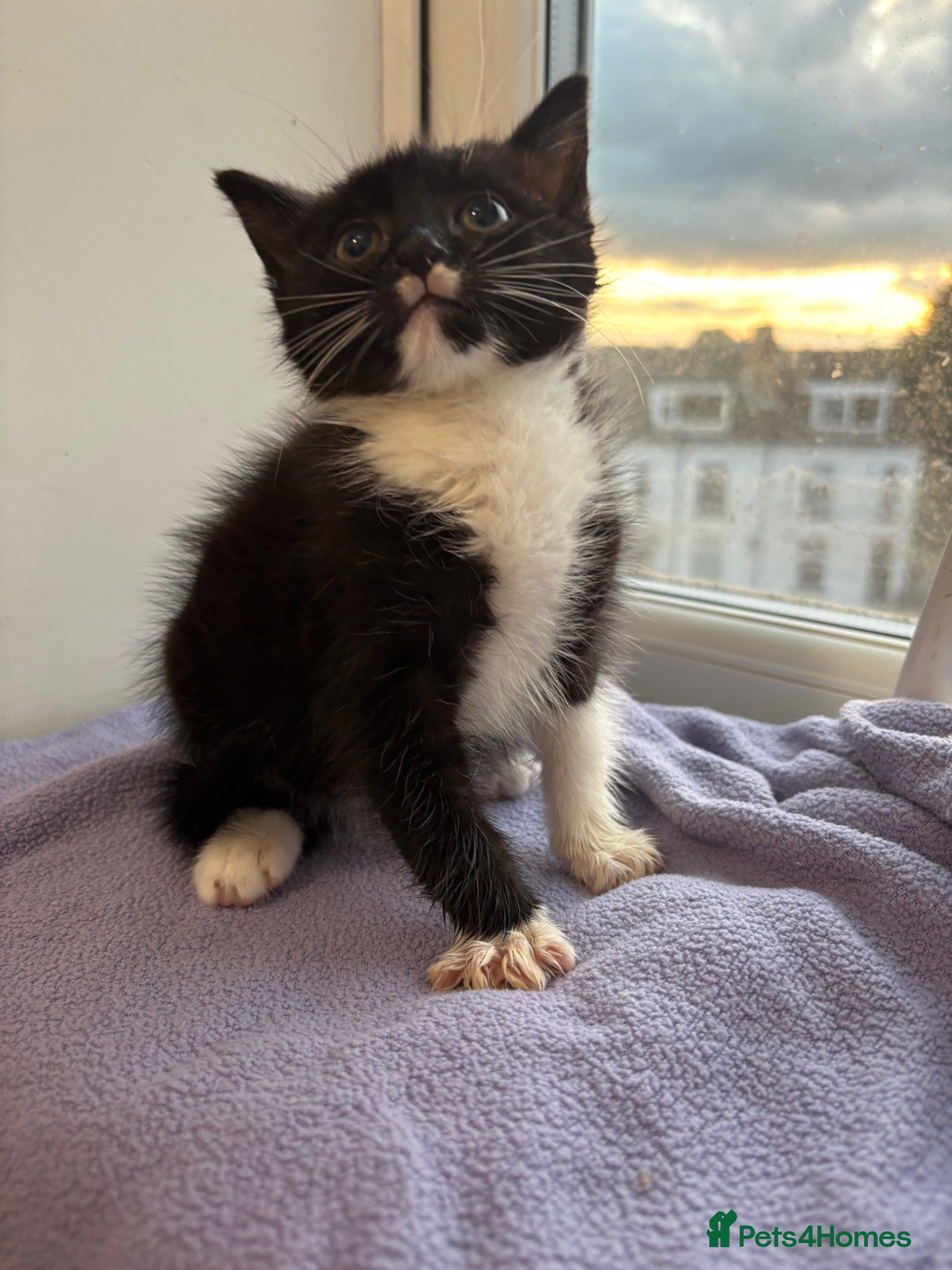 British Shorthair cats for sale: Kittens for sale  - Advert 4