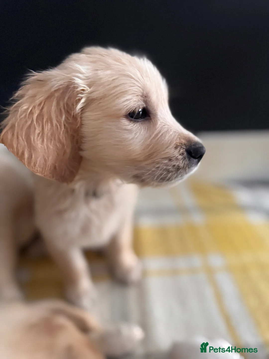 Golden Retriever dogs for sale: Champion line-KC Reg. Golden Retriever Puppies💖💙 - Advert 24