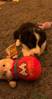 Border Collie dogs *1 LEFT* Beautiful Tri-colour border collies - Advert 3