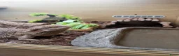 Bearded Dragon reptiles for sale: Bearded Dragon & Full Vivarium Setup for Sale in Bristol - Advert 4