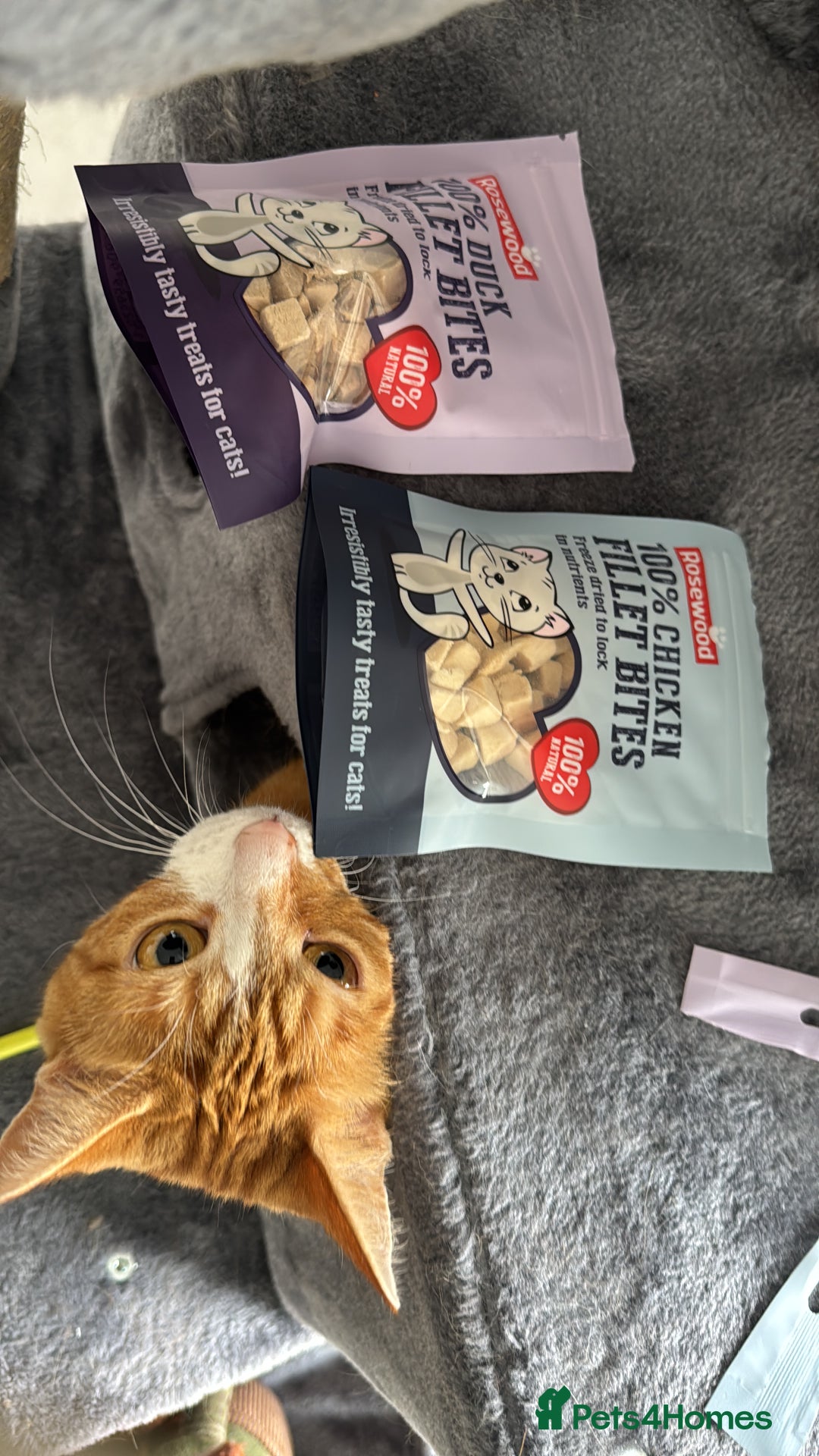 Mixed Breed cats for sale: Marla ginger cat  - Advert 2