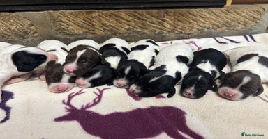 English Springer Spaniel dogs - Advert 2