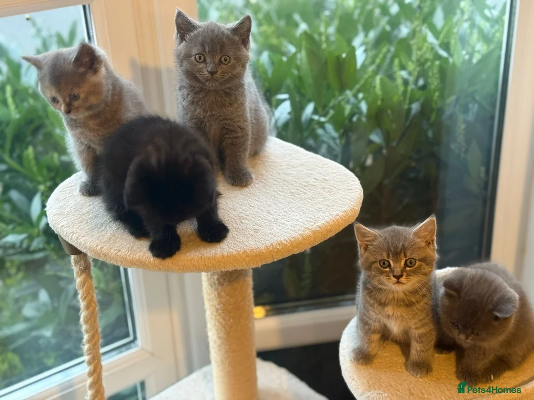 Mixed Breed cats for sale: 🤩 5 beautiful babies 🤩 in Milton Keynes - Advert 27