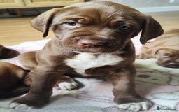 Mixed Breed dogs for sale: dog de bordeaux mixed Dalmatian  - Image 1