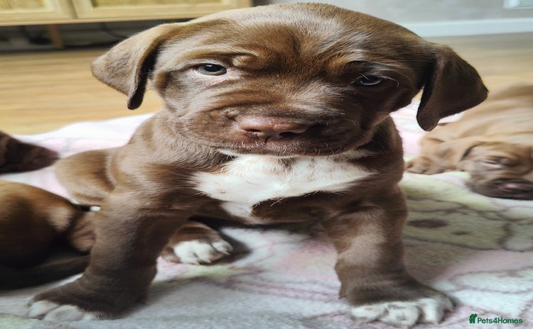 Mixed Breed dogs - Advert 1