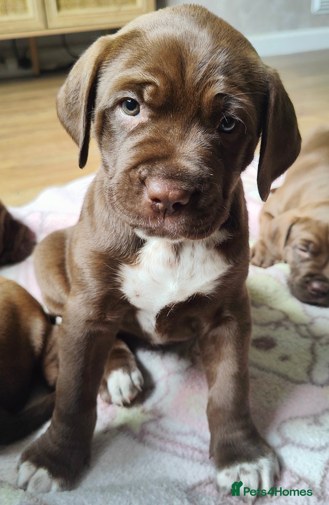 Mixed Breed dogs for sale: dog de bordeaux mixed Dalmatian  - Image 1