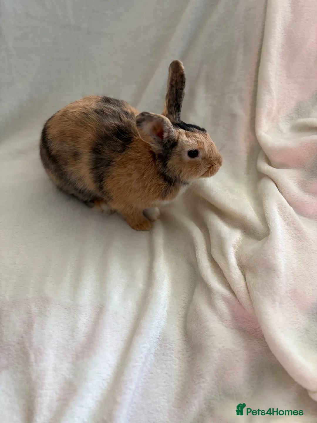 Harlequin rabbits for sale:  harlequins  - Advert 3