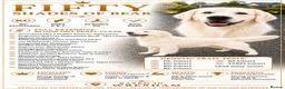 Golden Retriever dogs for stud: CREAM, PROVEN & FULLY DNA CLEAR, ICT 1 & 2 CLEAR - Advert 1