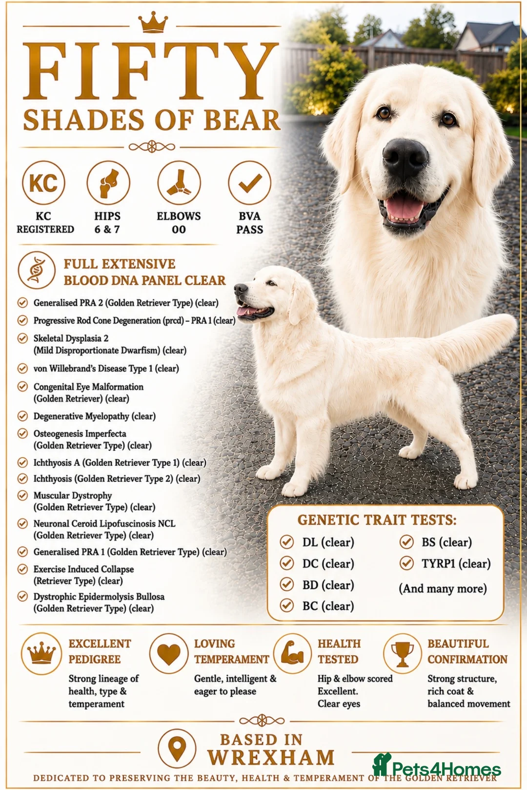 Golden Retriever dogs for stud: CREAM, PROVEN & FULLY DNA CLEAR, ICT 1 & 2 CLEAR - Advert 1