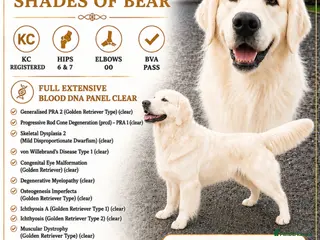 Golden Retriever dogs CREAM, PROVEN & FULLY DNA CLEAR, ICT 1 & 2 CLEAR - Advert 1