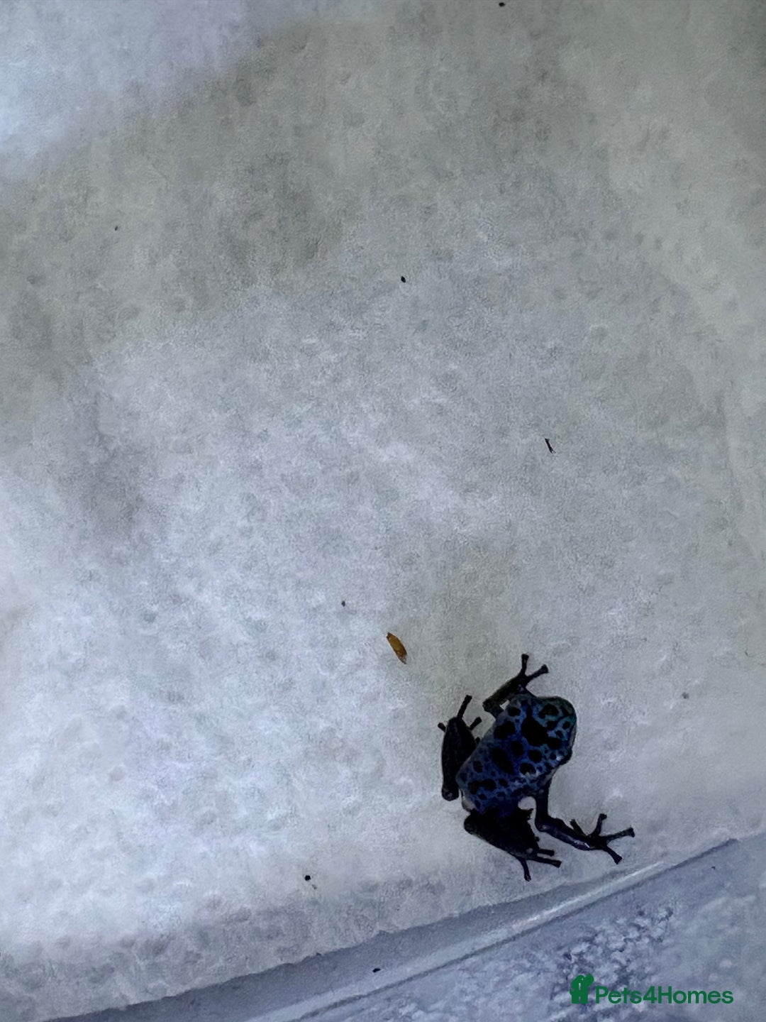 Frog reptiles for sale: Dendrobates Azureus froglets 3+ OOW ! - Image 5