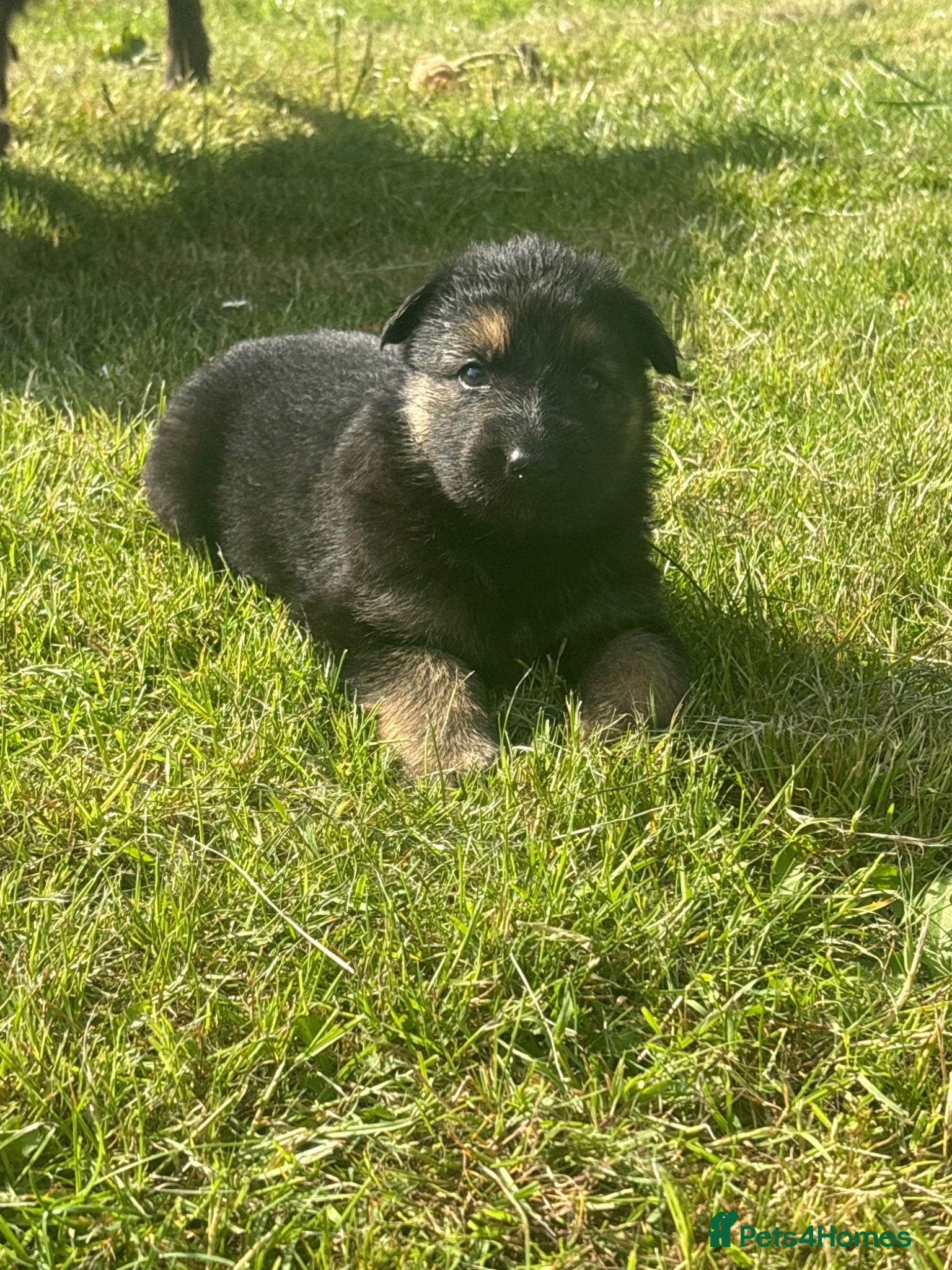 German Shepherd dogs German shepherd puppies  - Advert 18