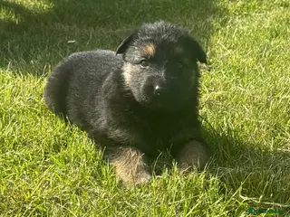 German Shepherd dogs German shepherd puppies - Advert 1