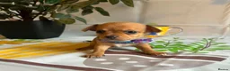 Chihuahua dogs for sale: Beautiful Chihuahua Puppies - Advert 8