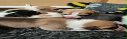 Welsh Corgi Pembroke dogs for sale: Welsh Corgi (Pembroke) - Advert 12