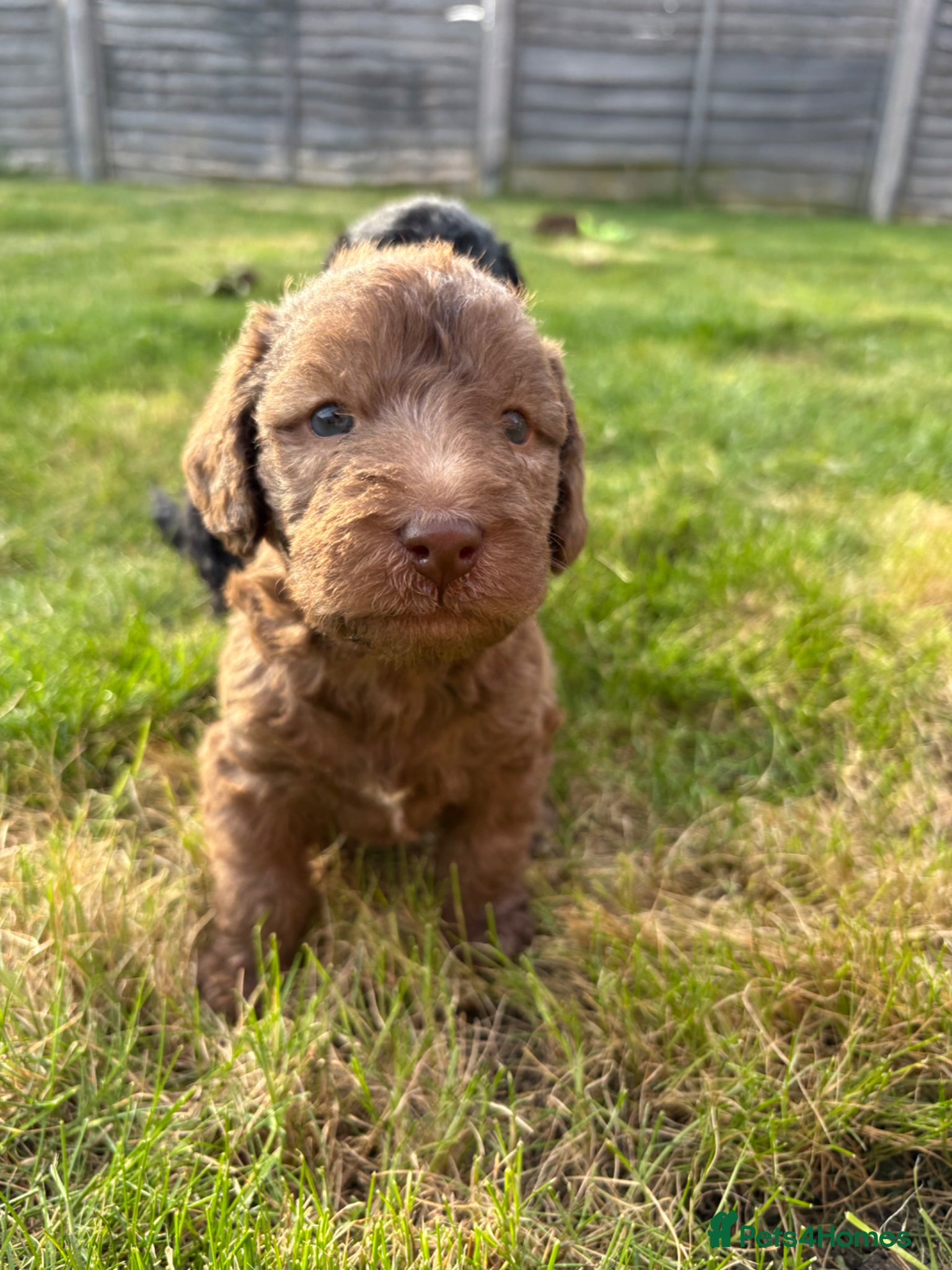 Bedlington Terrier dogs 3 male bedlington terrier puppies for sale.  - Advert 5
