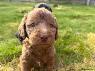 Bedlington Terrier dogs 3 male bedlington terrier puppies for sale. - Advert 5