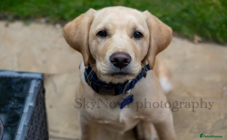 Labrador Retriever dogs - Advert 14