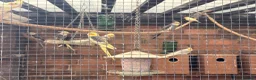 Cockatiels birds for sale: Cockatiels mixed  - Advert 3