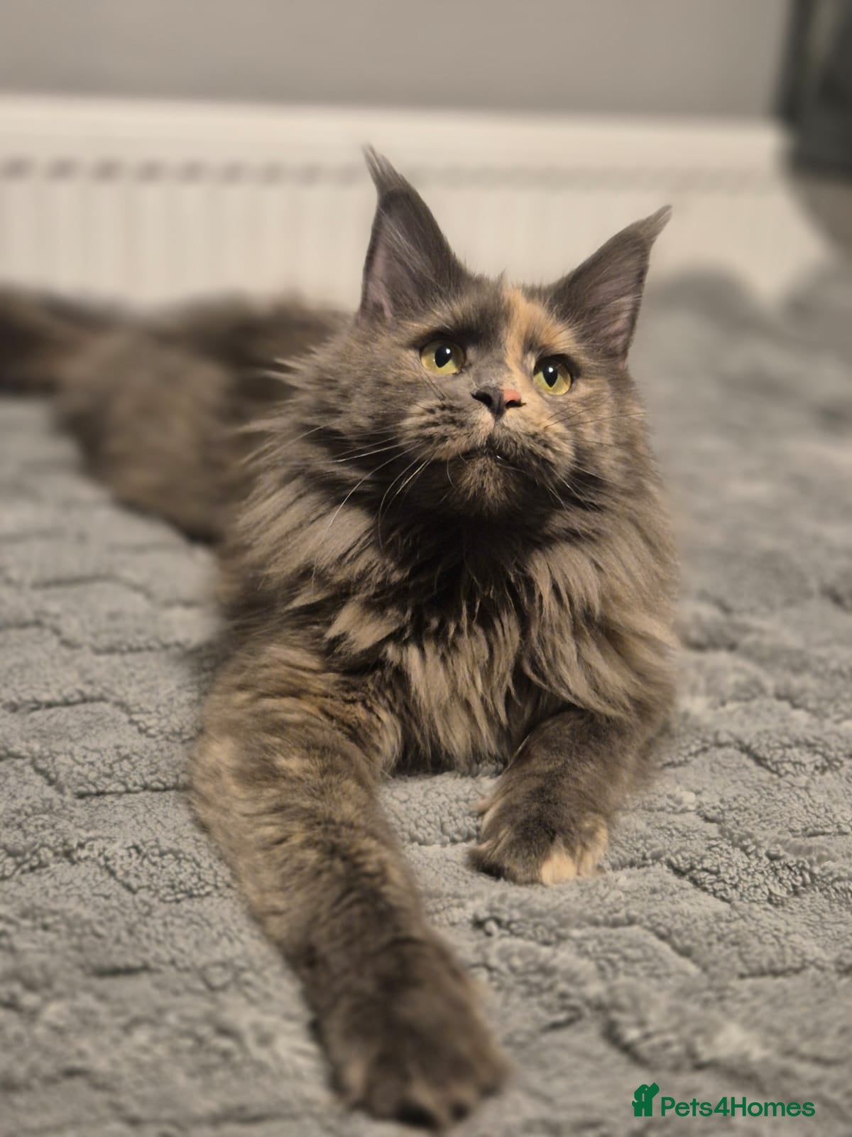 Maine Coon cats Female tica active queen - Advert 11