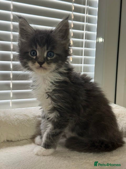 Maine Coon cats     Health Tested Maine Coon Kittens TICA Reg  - Advert 10