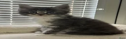 Maine Coon cats for sale: TICA Registered Maine Coon Kittens Reserve now - Advert 3