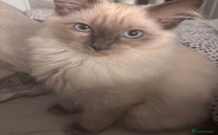Ragdoll cats in Melksham - Advert 4