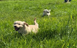 Golden Retriever dogs for sale: Gorgeous kc golden retriever puppies  - Image 4