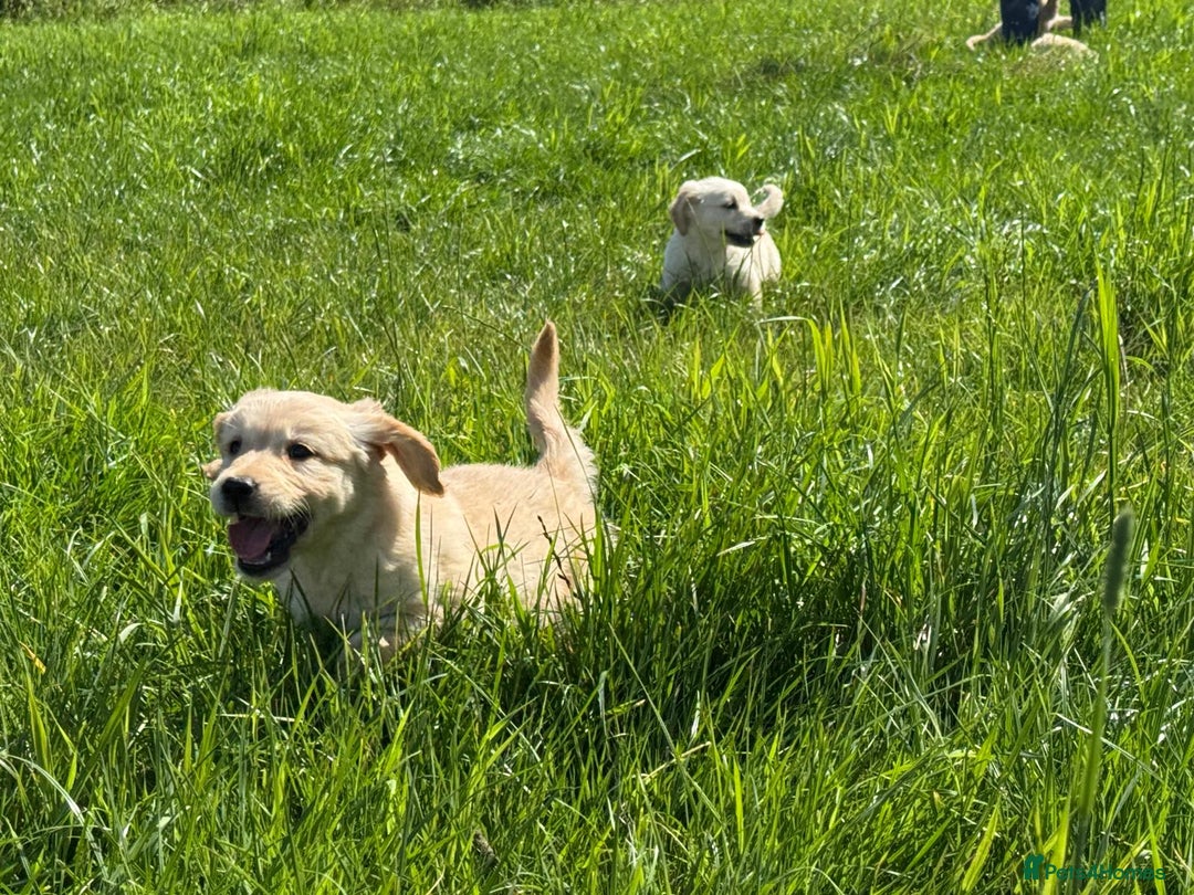 Golden Retriever dogs for sale: Gorgeous kc golden retriever puppies  - Image 4