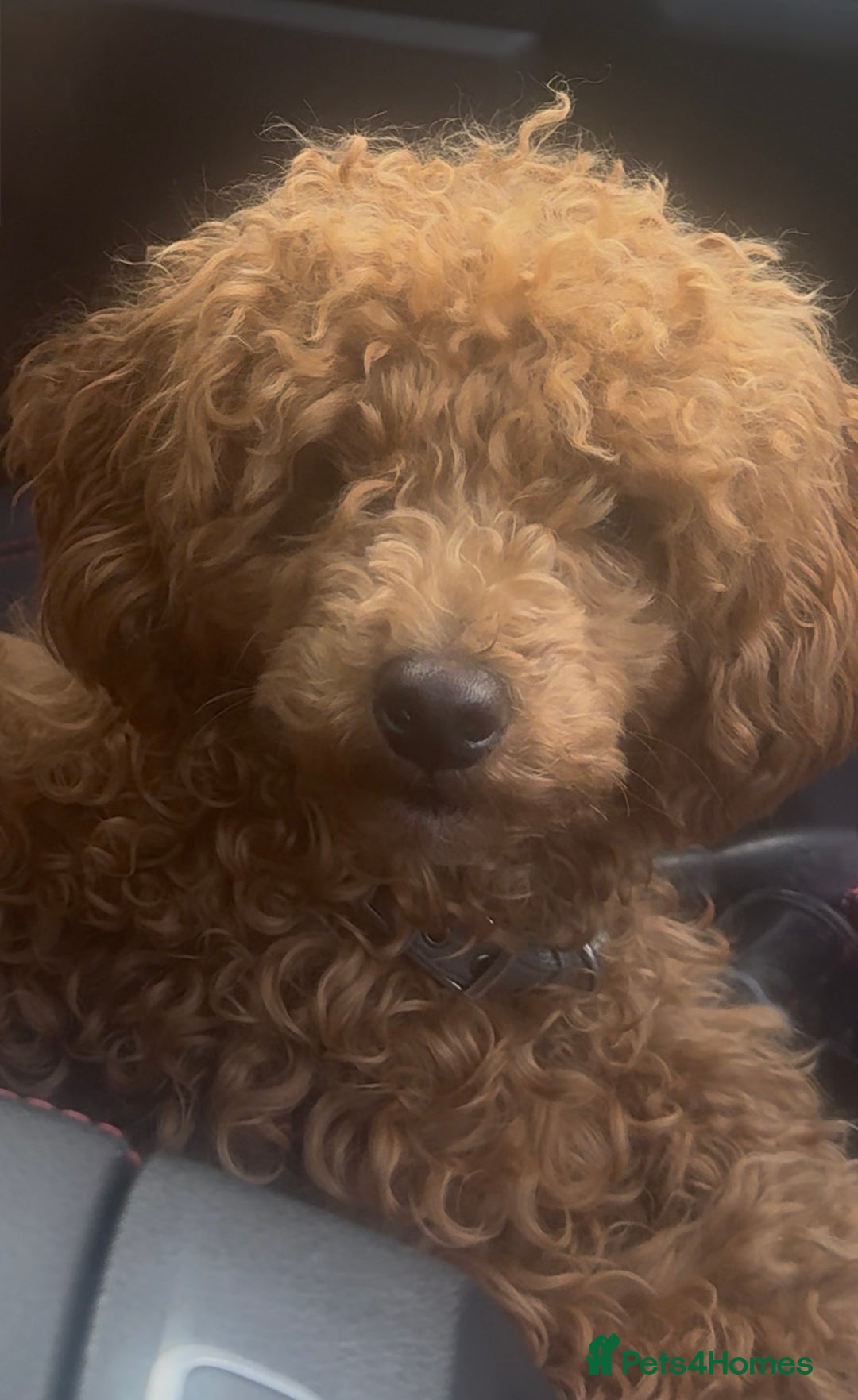 Toy Poodle dogs for sale: Our 10 Month Old Red Toy Poodle Waffle ❤️ - Advert 4