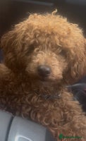 Toy Poodle dogs Our 10 Month Old Red Toy Poodle Waffle ❤️ - Advert 1