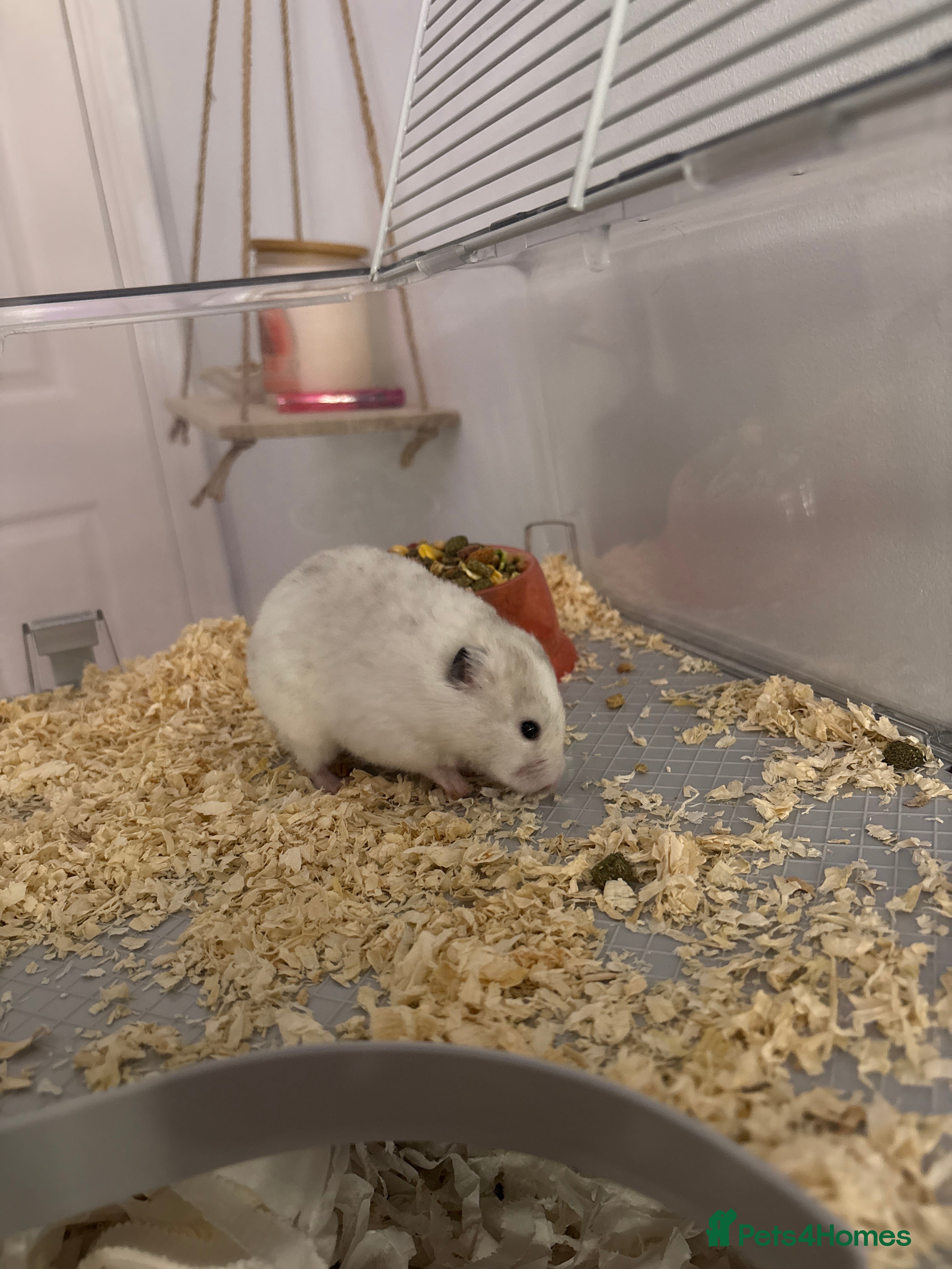Hamster rodents White Syrain hamster - under 1 year old  in Cwmbran - Advert 1