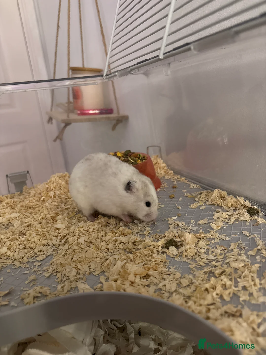 Hamster rodents for sale: White Syrain hamster - under 1 year old  in Cwmbran - Advert 1