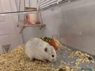 Hamster rodents White Syrain hamster - under 1 year old in Cwmbran - Advert 1