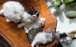 Persian cats for sale: BeautifulPersian Kittens - Image 15