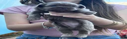 Shih Tzu dogs for sale: Imperial Shih Tzu  in Brixham - Advert 8