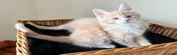 Maine Coon cats for sale: GCCF pedigree female Maine Coon kittens  - Advert 8