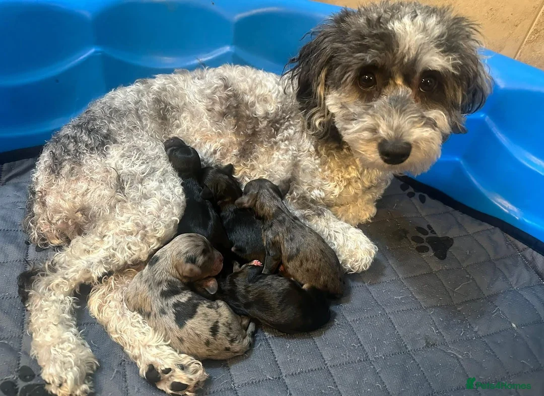 Cavapoo dogs for sale: Health tested stunning cavapoo puppies - Advert 9